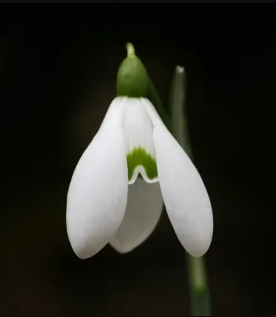 Sneeuwklokje